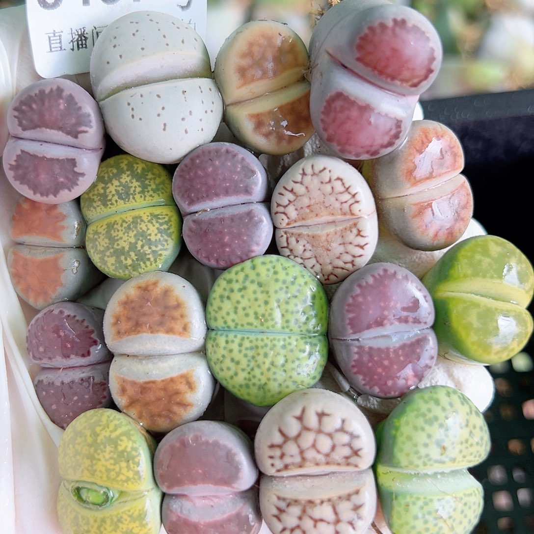 8457 好养易活生石花大母本18个