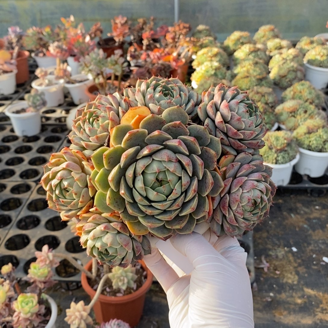 625不知名一物一拍