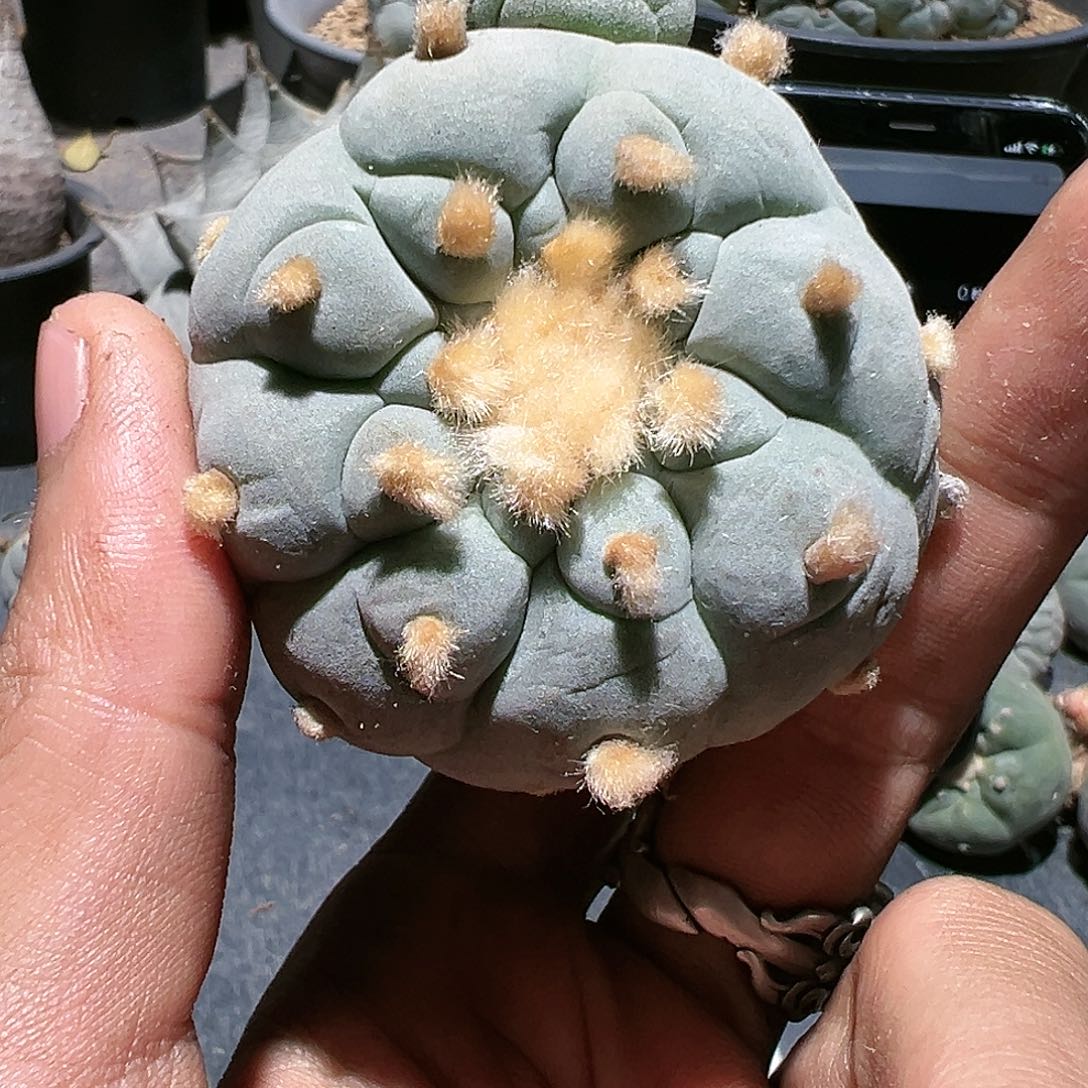 一****~蓝白肌佛头银 5.0