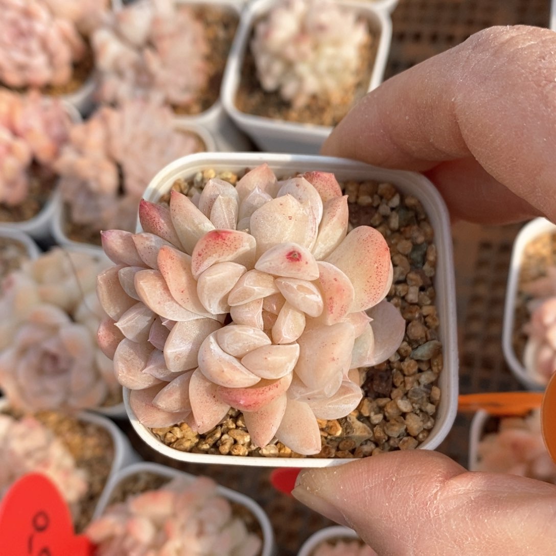 精品多肉一物一拍不包整83