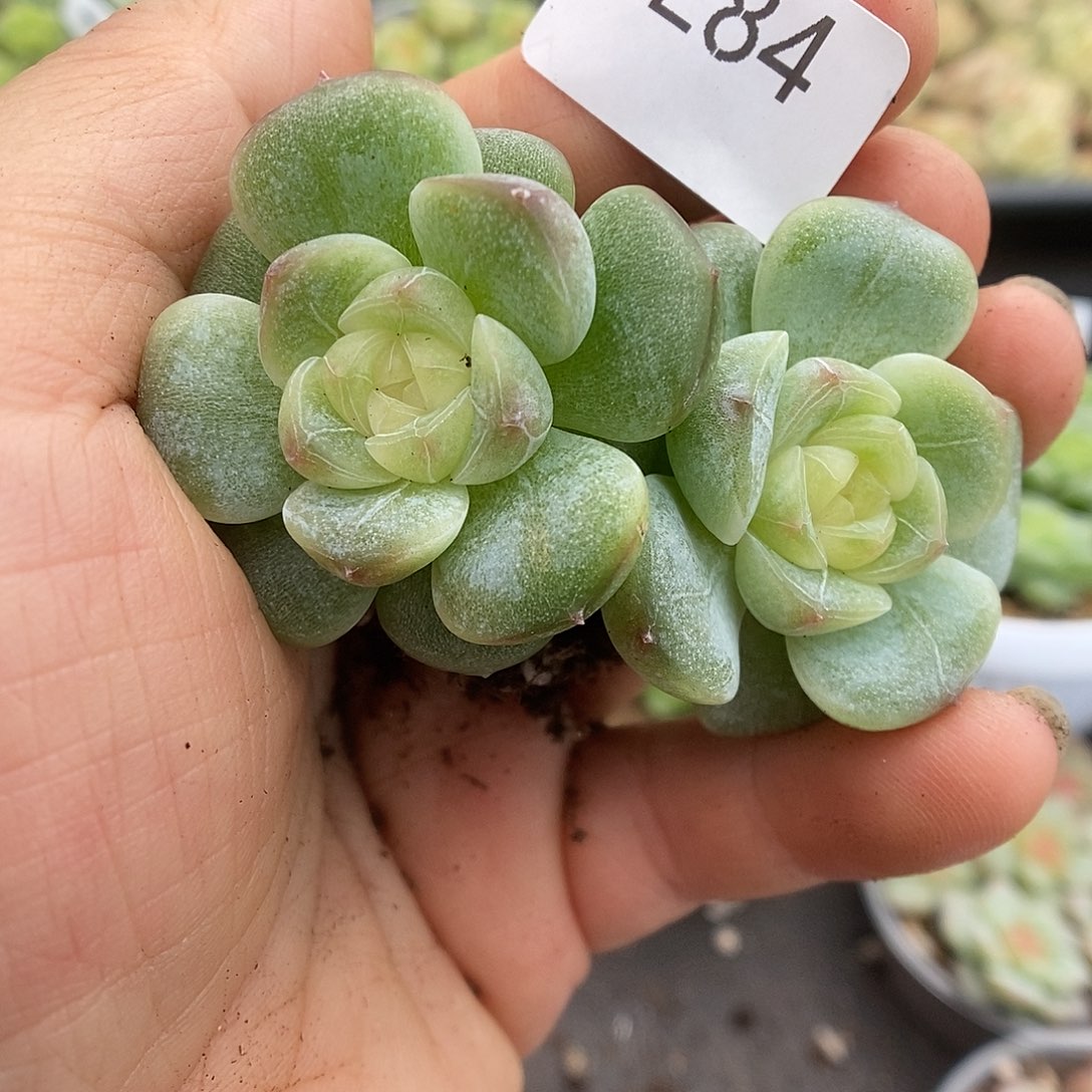 一物一拍一物一拍911-284