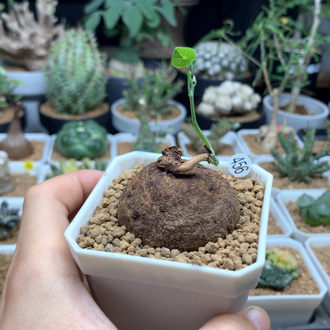 素可泰山乌龟无根带盆4.5