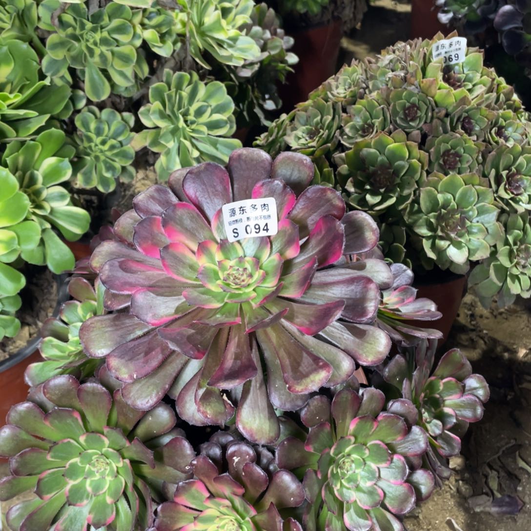 094黑天鹅多肉法师断枝不包