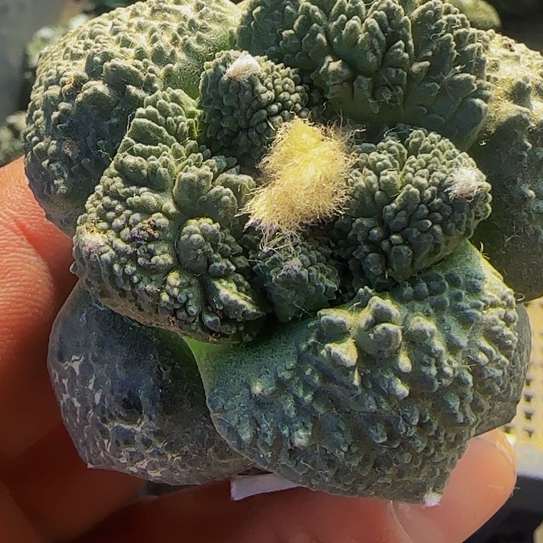 大尤哥斯拉457。        