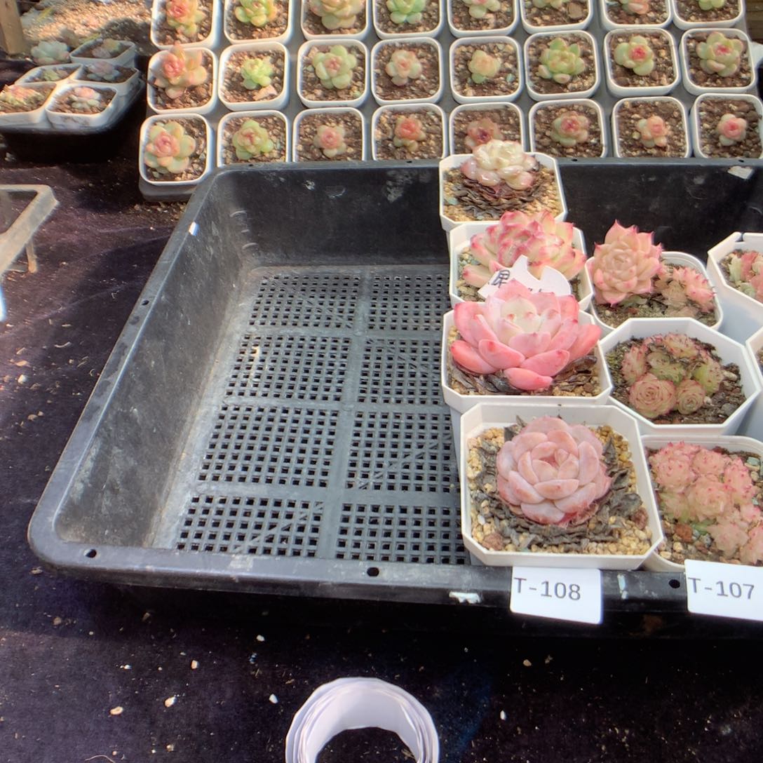 无花朵T108月英语英语