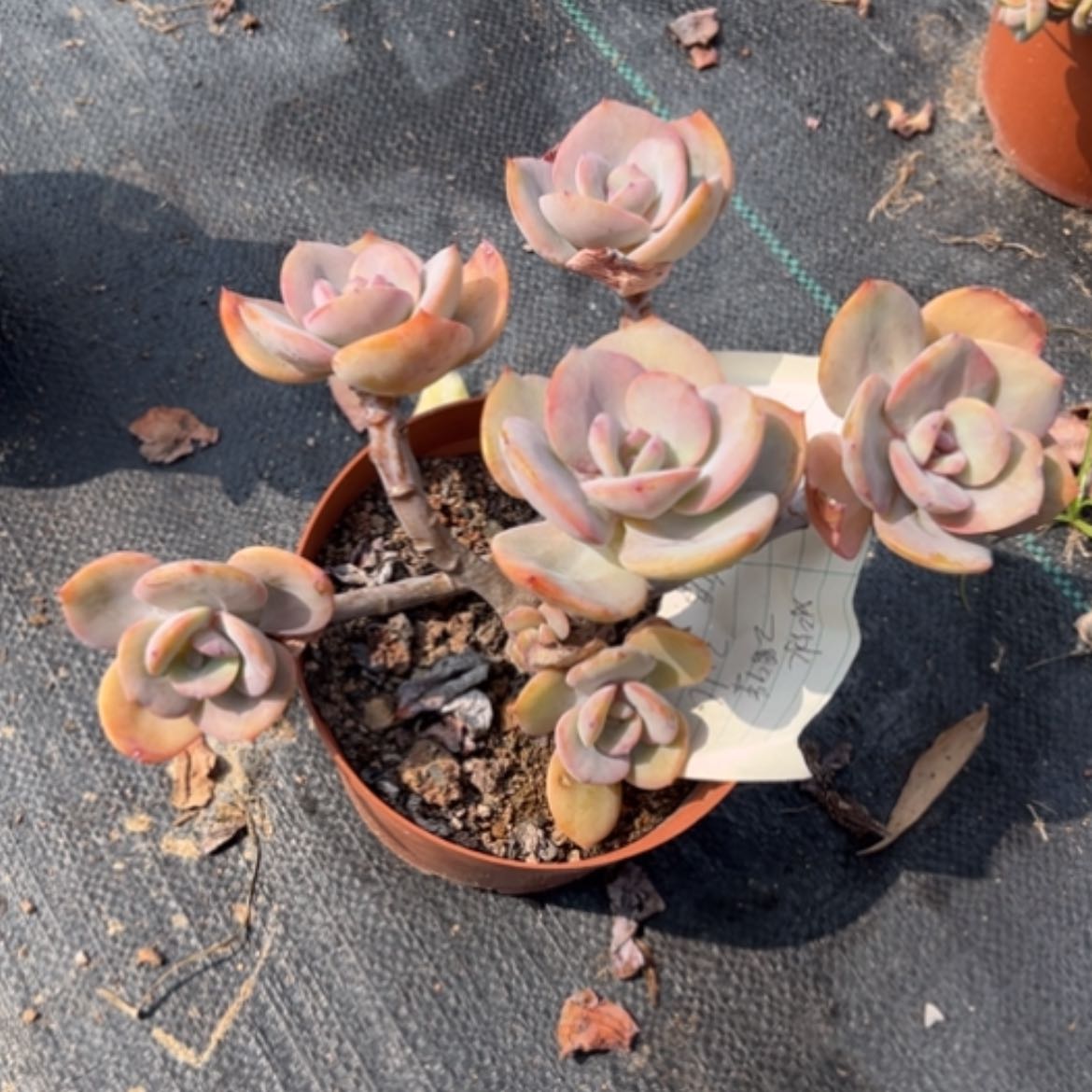 【闪购商品】冰*姐白凤苗