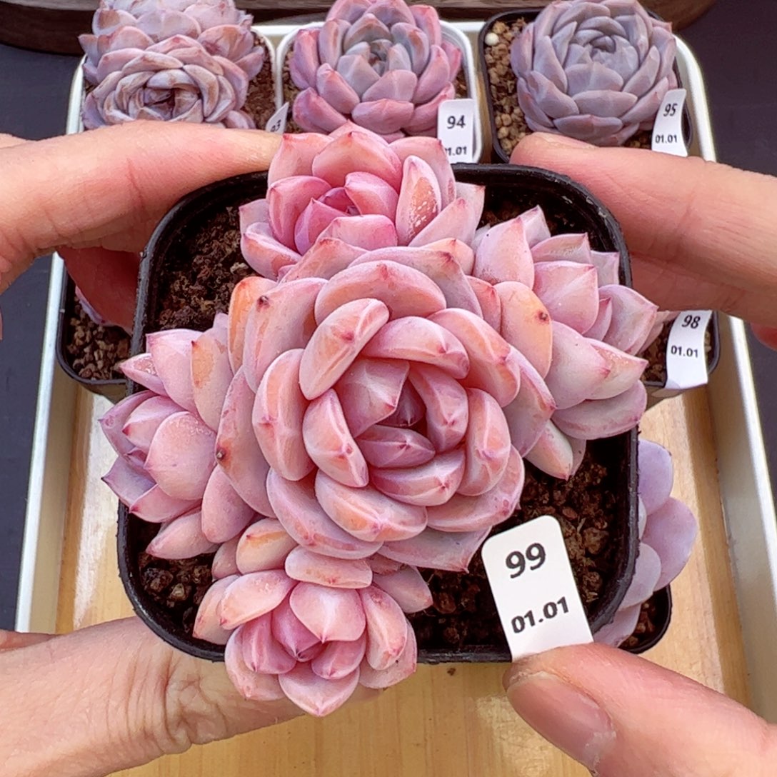 好好看99、哈哈哈哈