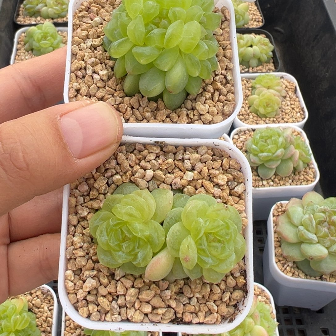 人***花308号纸鸢群加白冰