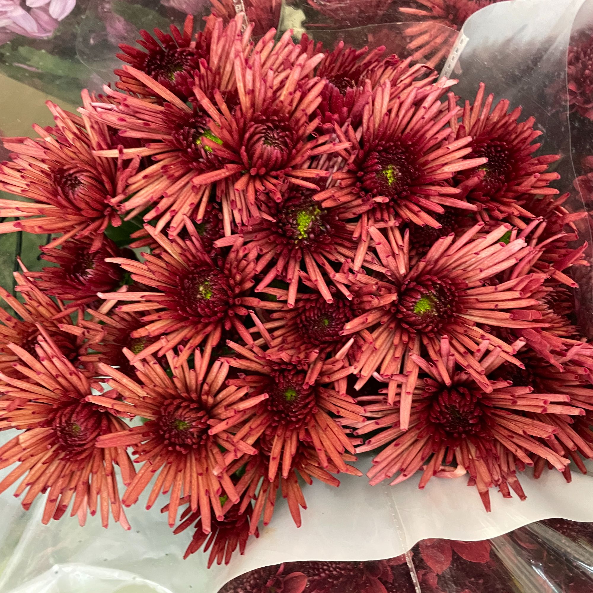 草莓糖小菊10枝 全店任意5单一个运费