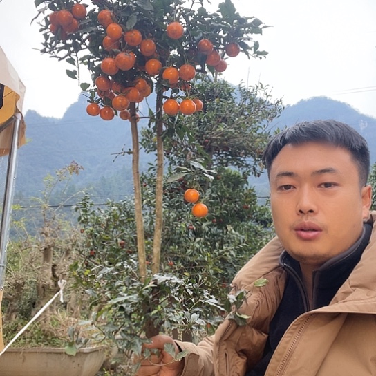 无花朵金弹子庭院选手品种