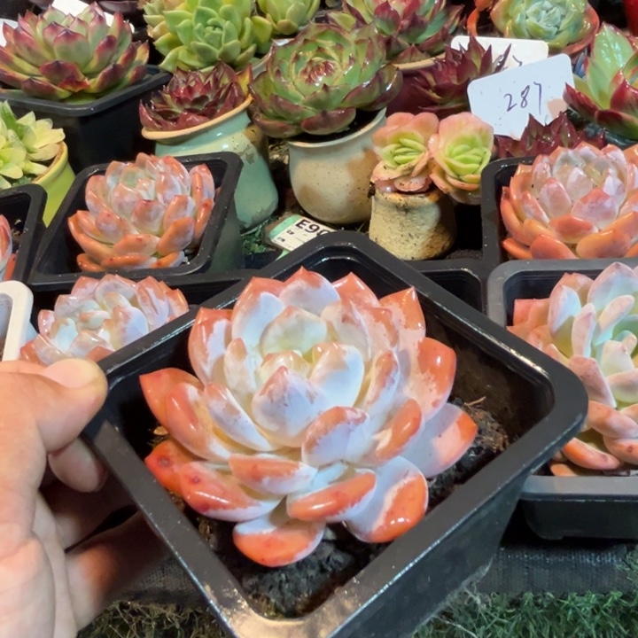 小***妞血橙多肉植物提取多肉