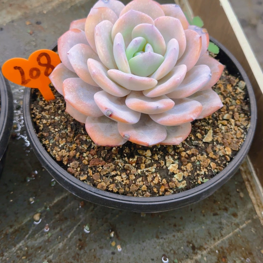 安**身208多肉植物一物一拍