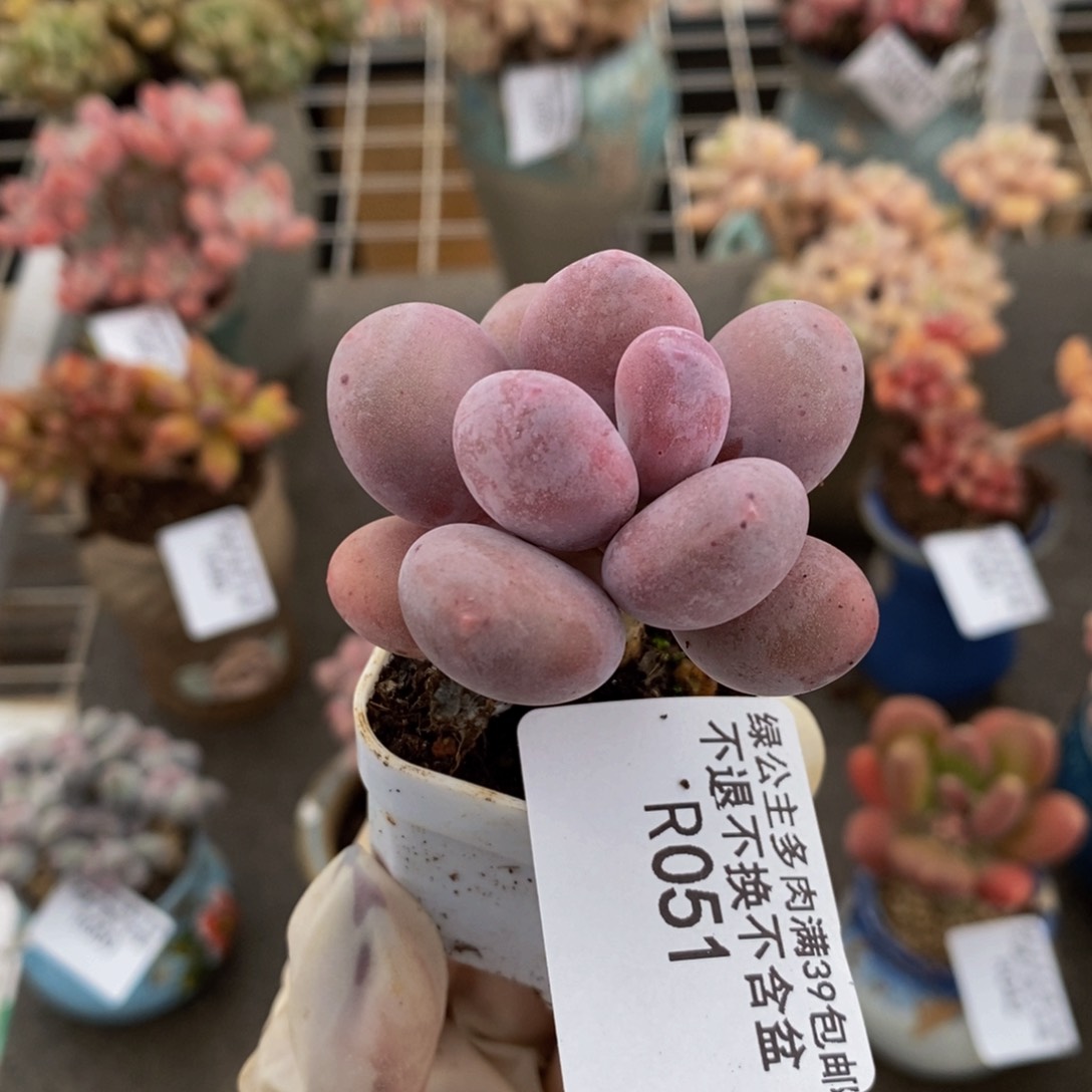 _***_丸叶蛋黄奶酪051/4c m