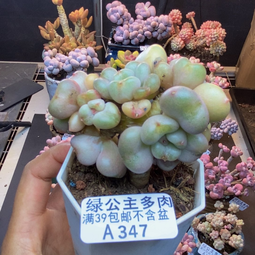 347比尔盖茨多肉7c m