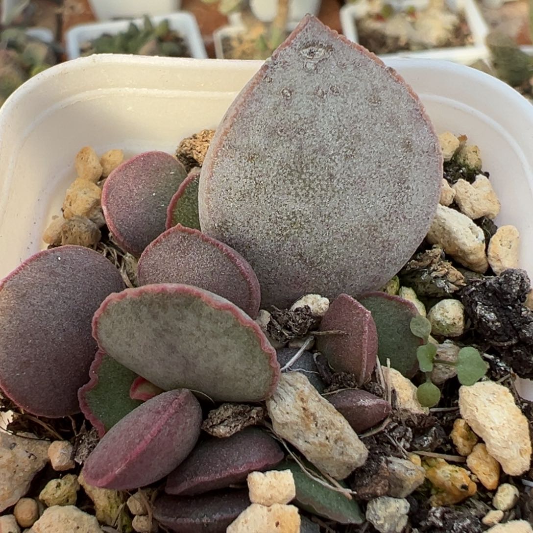 碧海大苗多肉植物水泡