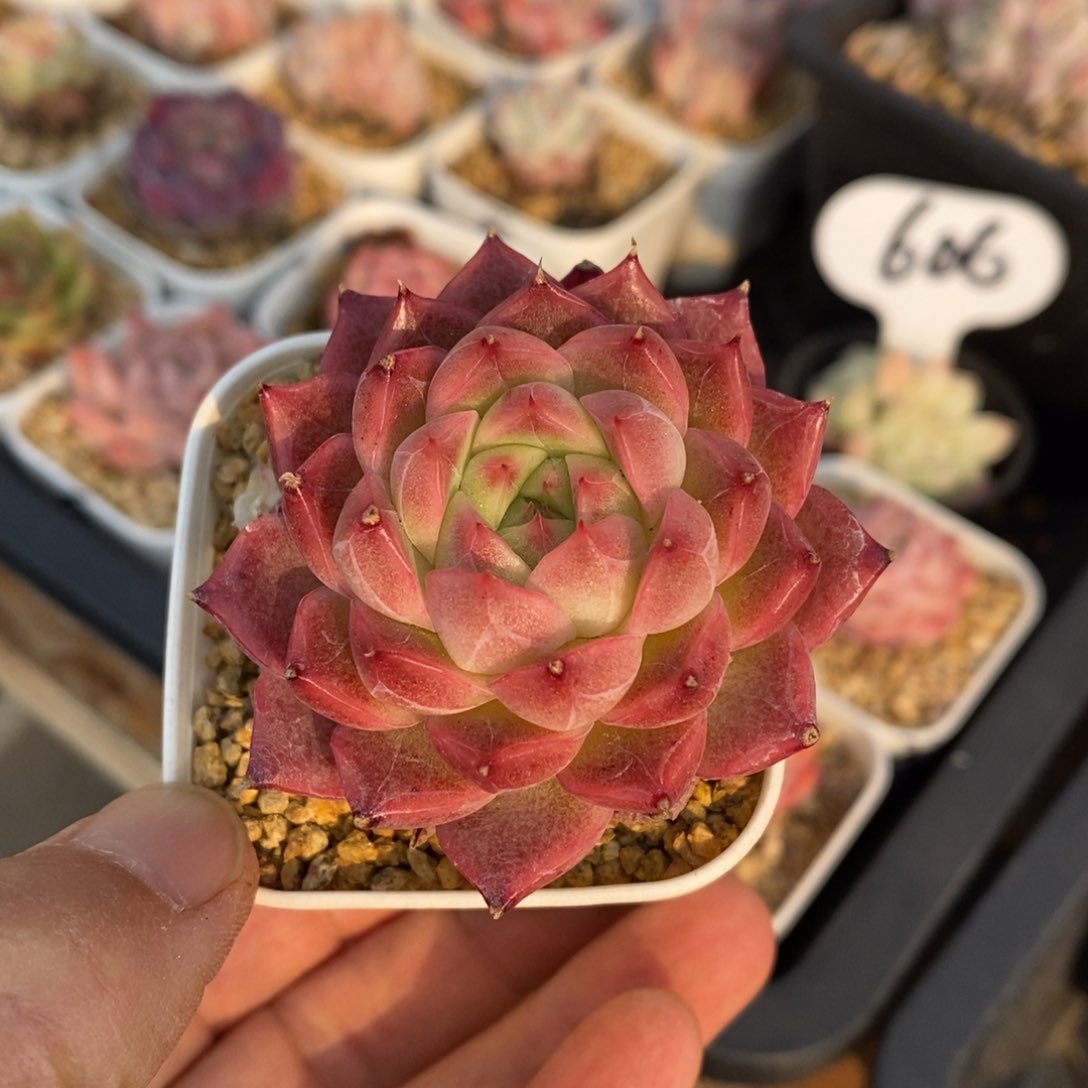 精品多肉一物一拍不包整122