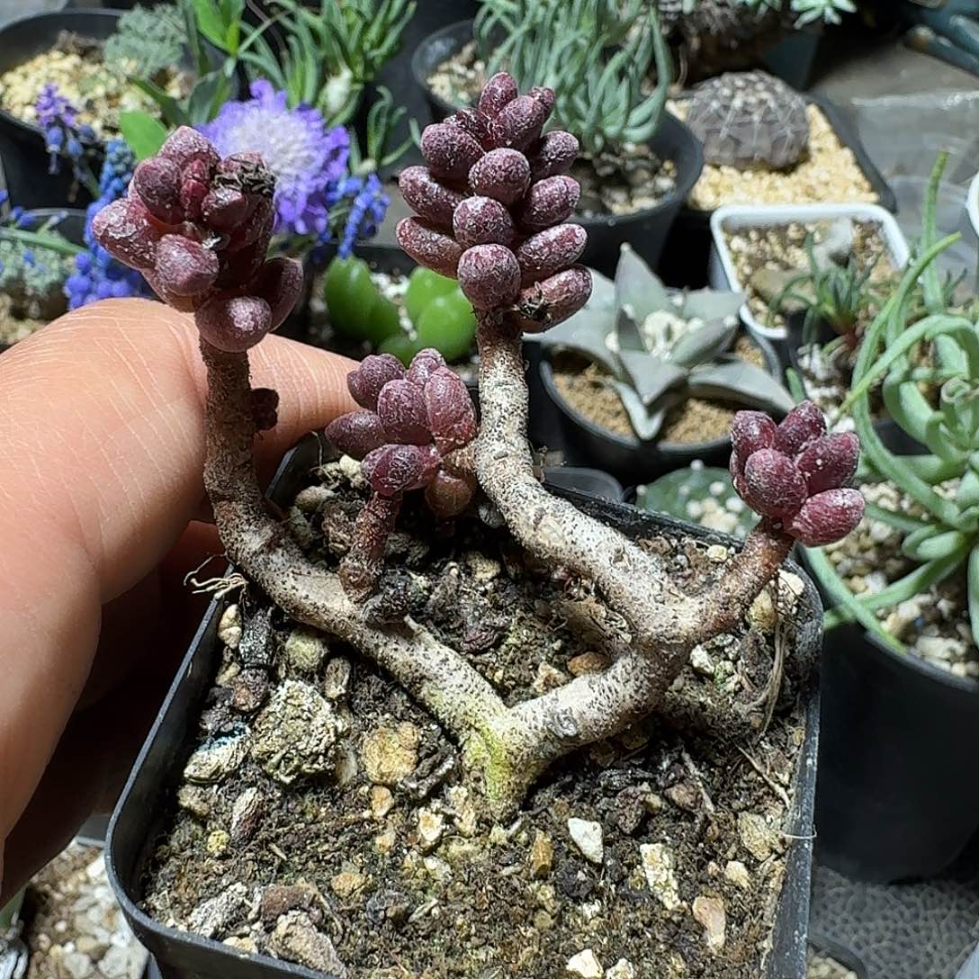 647寿桃青锁龙脱土发货