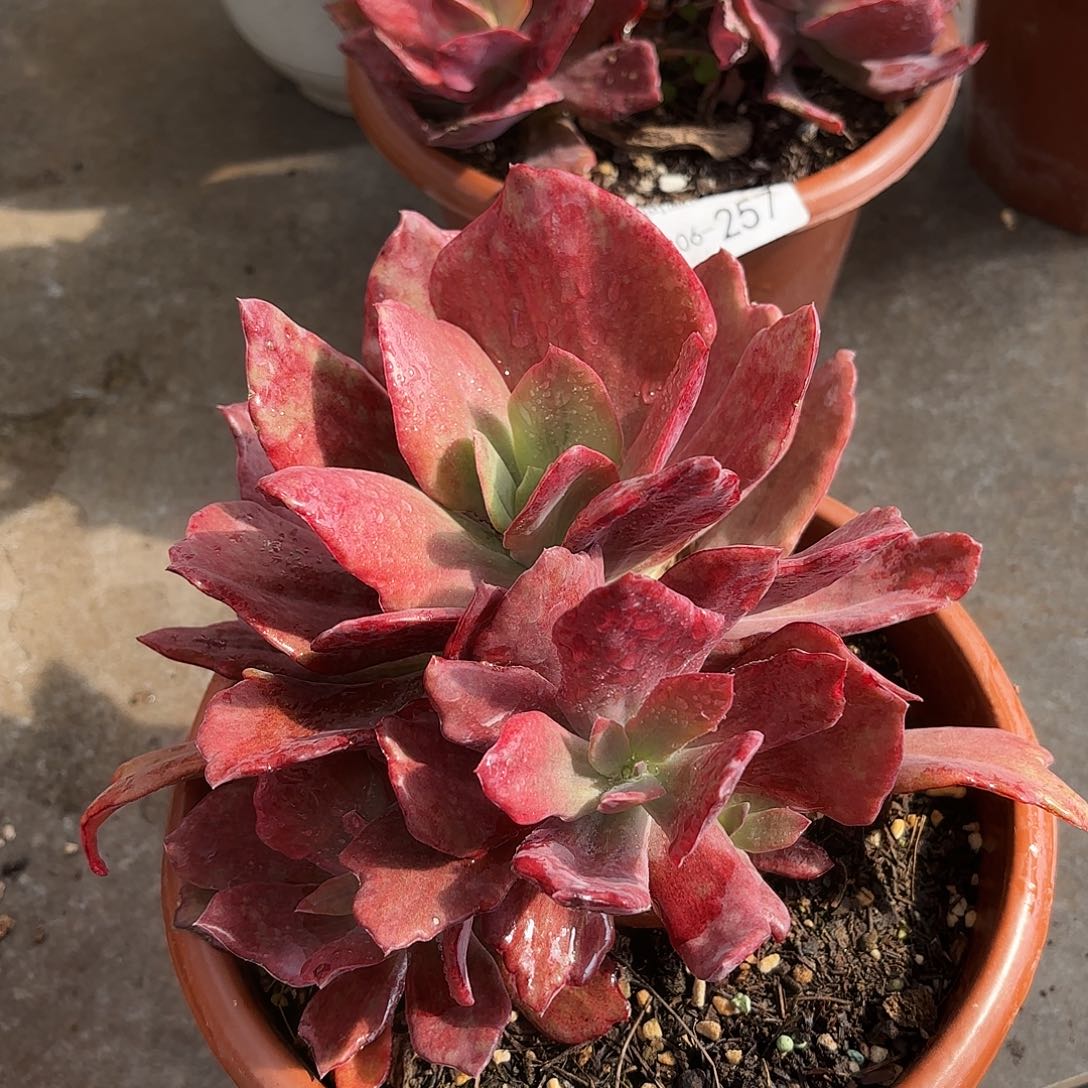 同温层多肉钻石锦258