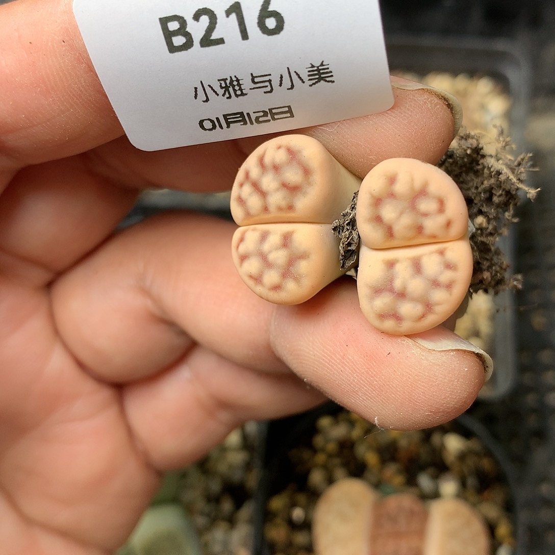 B216多肉植物保护研究所