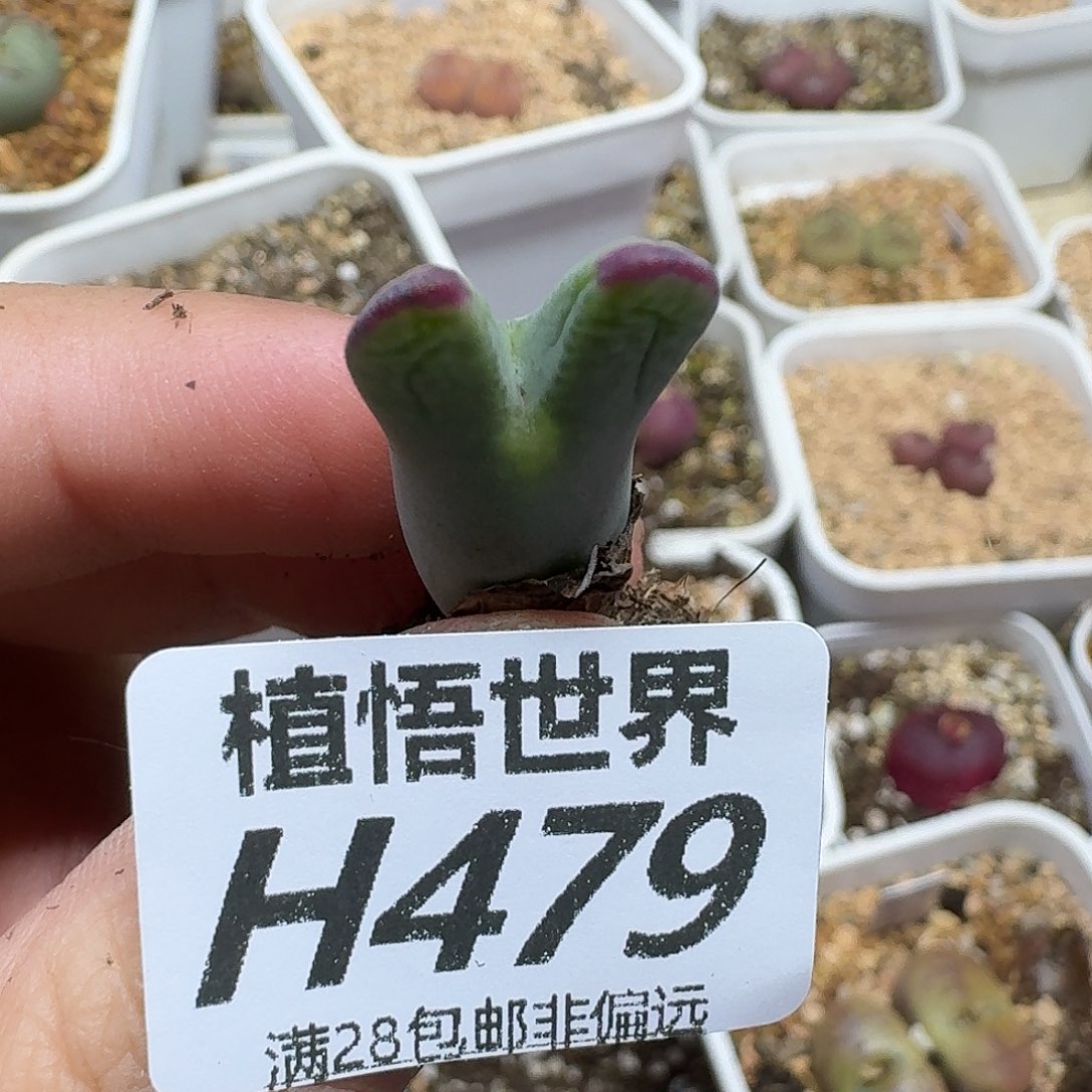多肉植物的人生ghn