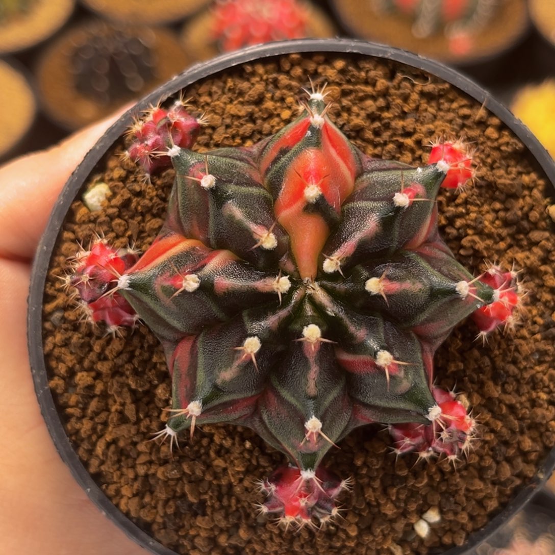 黑红 米哈仙人球 