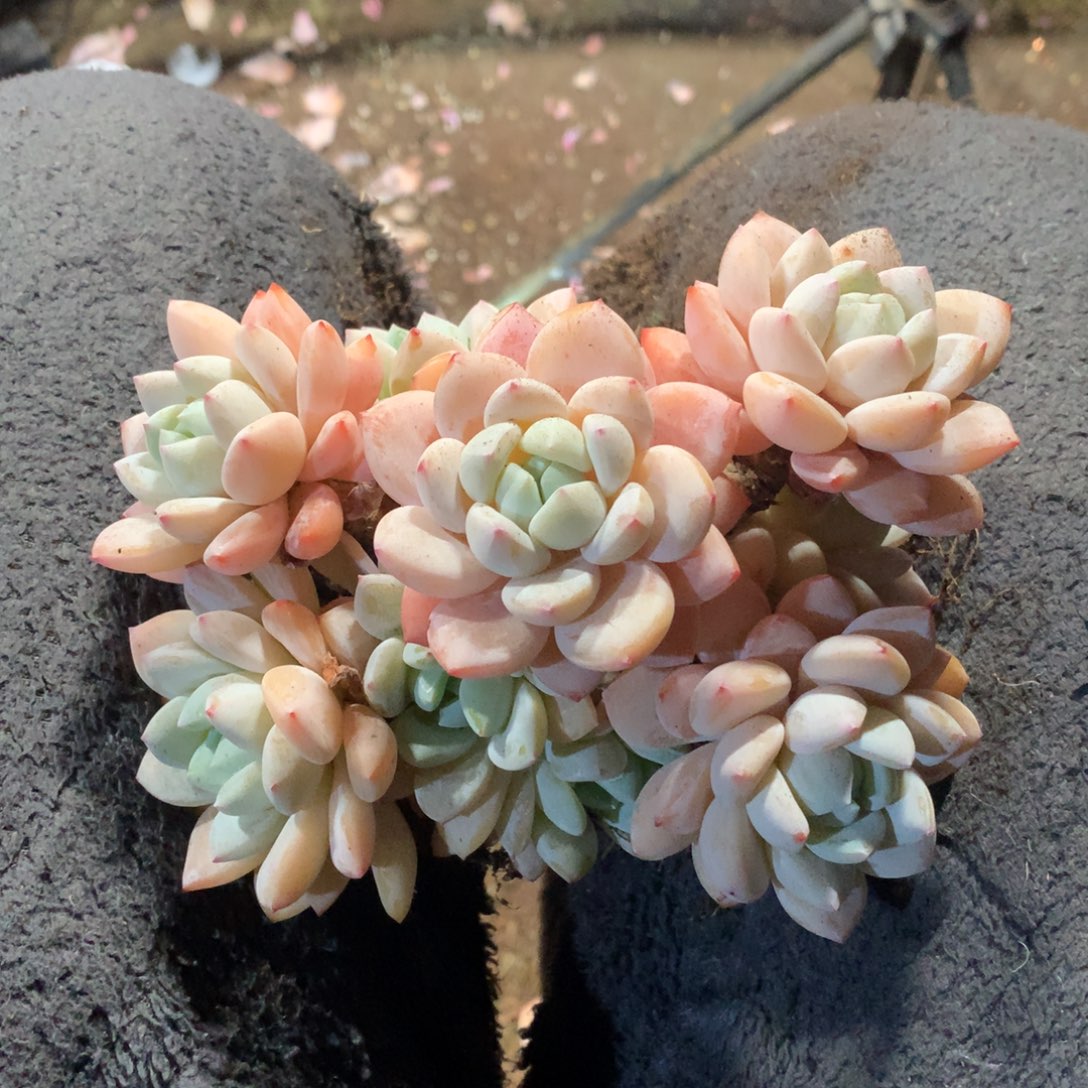 楠***依完全开放一种在社会里是个什么人