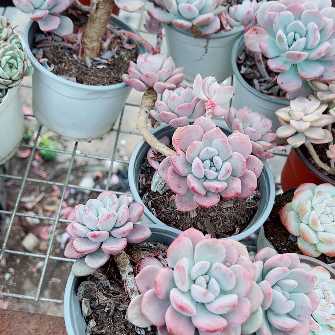 白露多头造型精品特价三盆