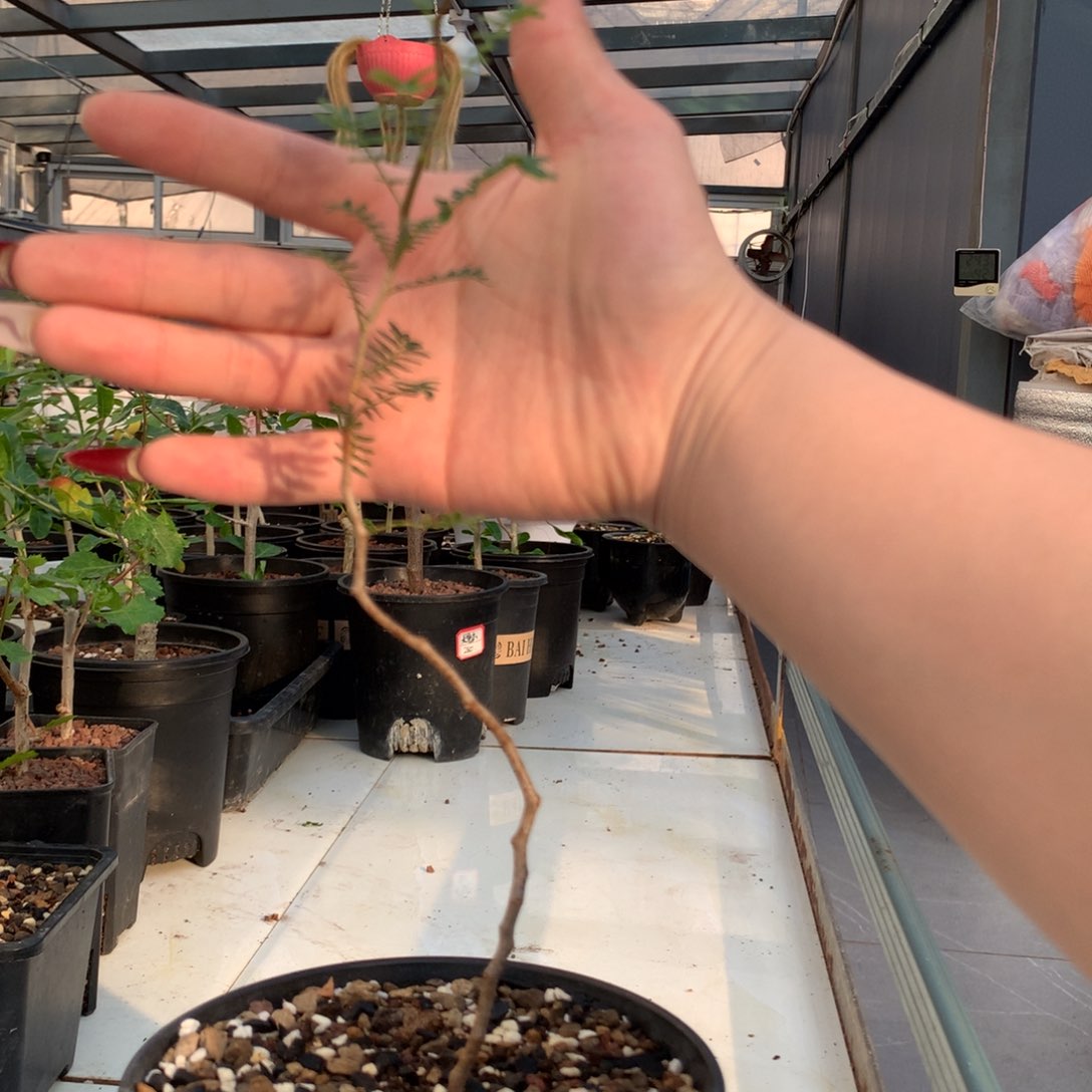 滔天橄榄带盆发货