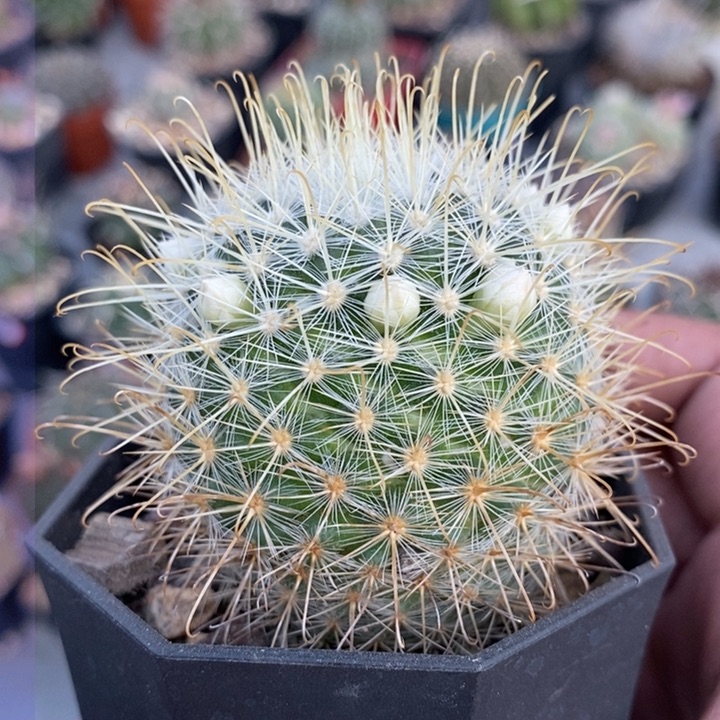 【闪购商品】菊慈童