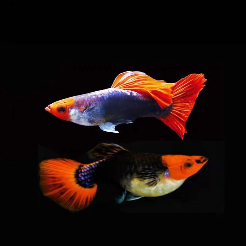 深海蓝贵族孔雀鱼小型热带观赏鱼