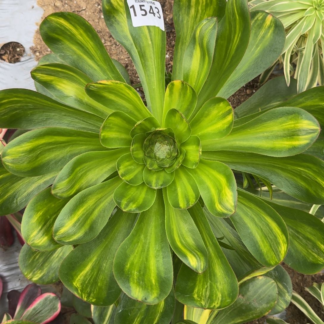 1543燕姿七彩多肉植物