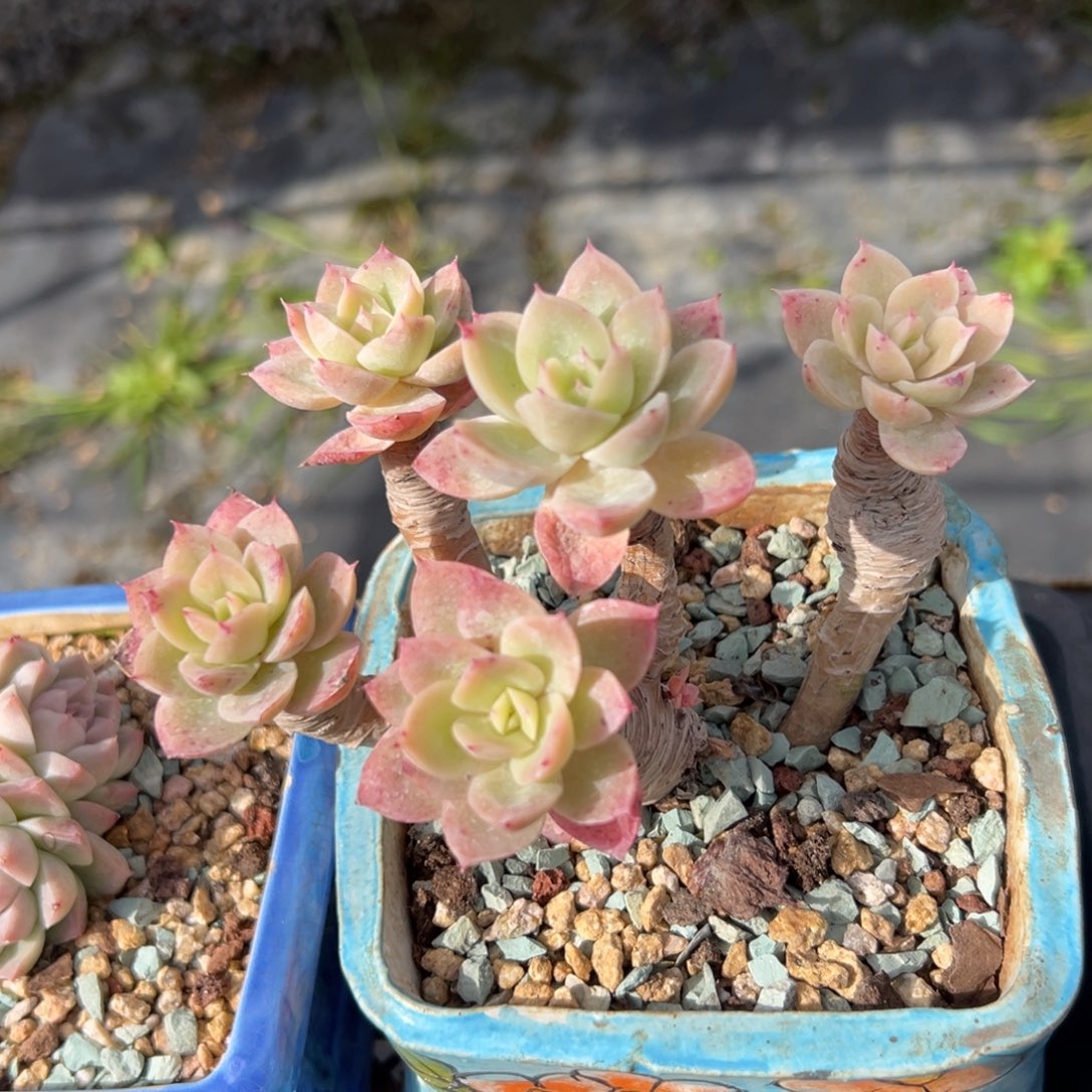 丝绸精控多肉一物一拍