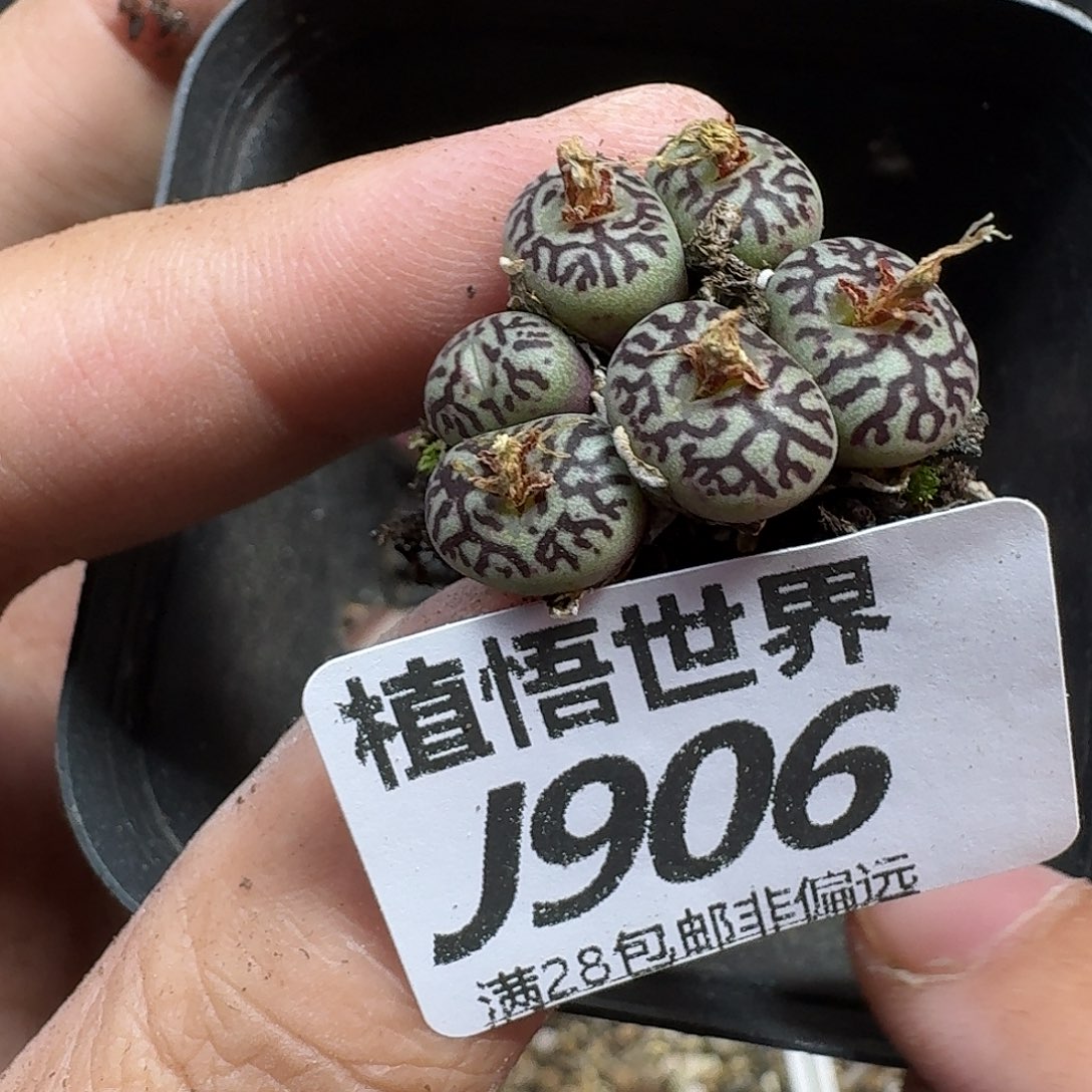 a***卡多肉植物的润泽fvb