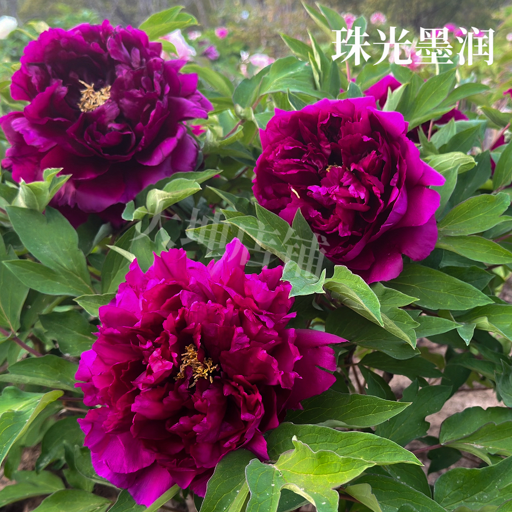 牡丹品种【珠光墨润】