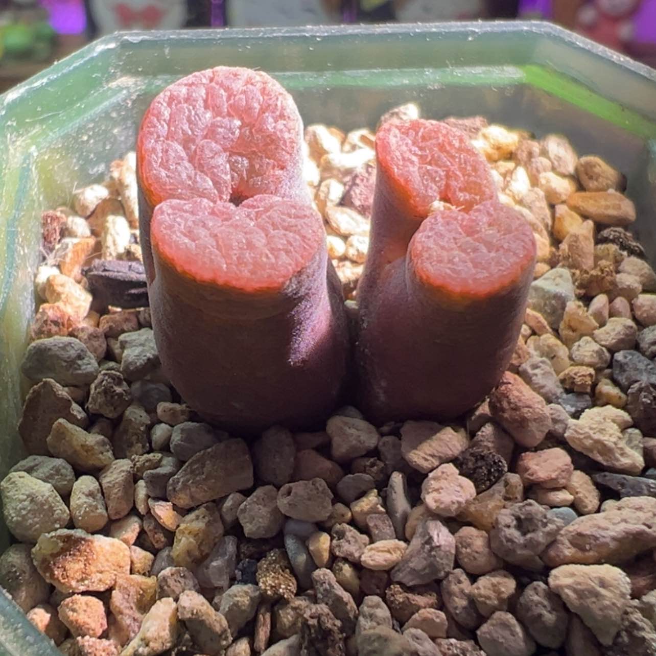 【闪购商品】粉磁铁