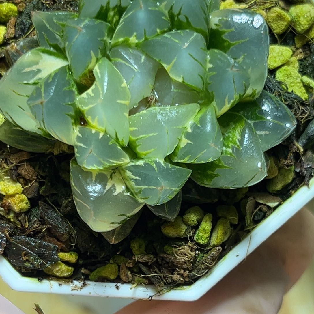 恭喜发财大吉大利953