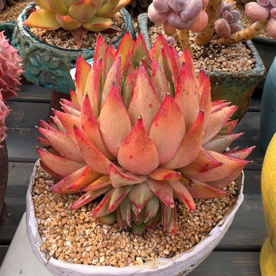 从前慢多肉精选编号0215.167