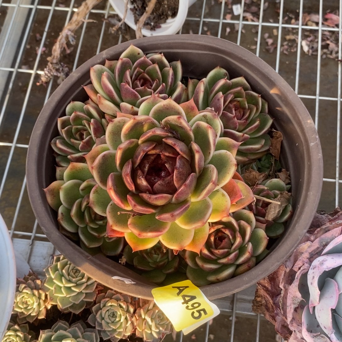 495黑水晶一物一拍