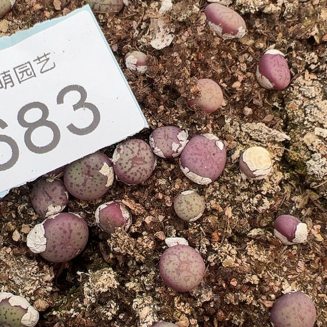 000683量拍1424.2芒果蛋蛋3颗