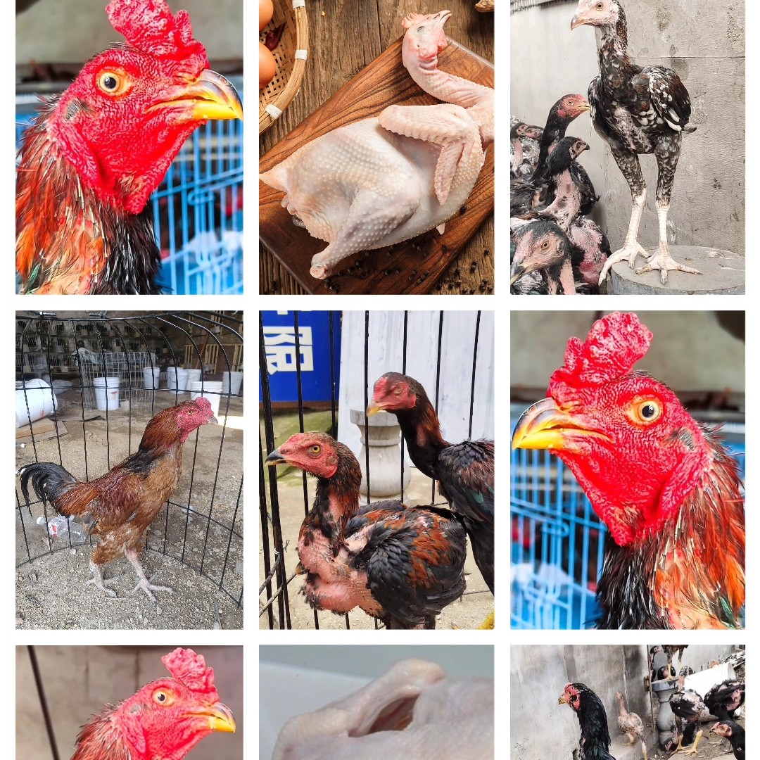 红公鸡黑公鸡肉味道可口，包冰率不含冰 包冰率不含冰