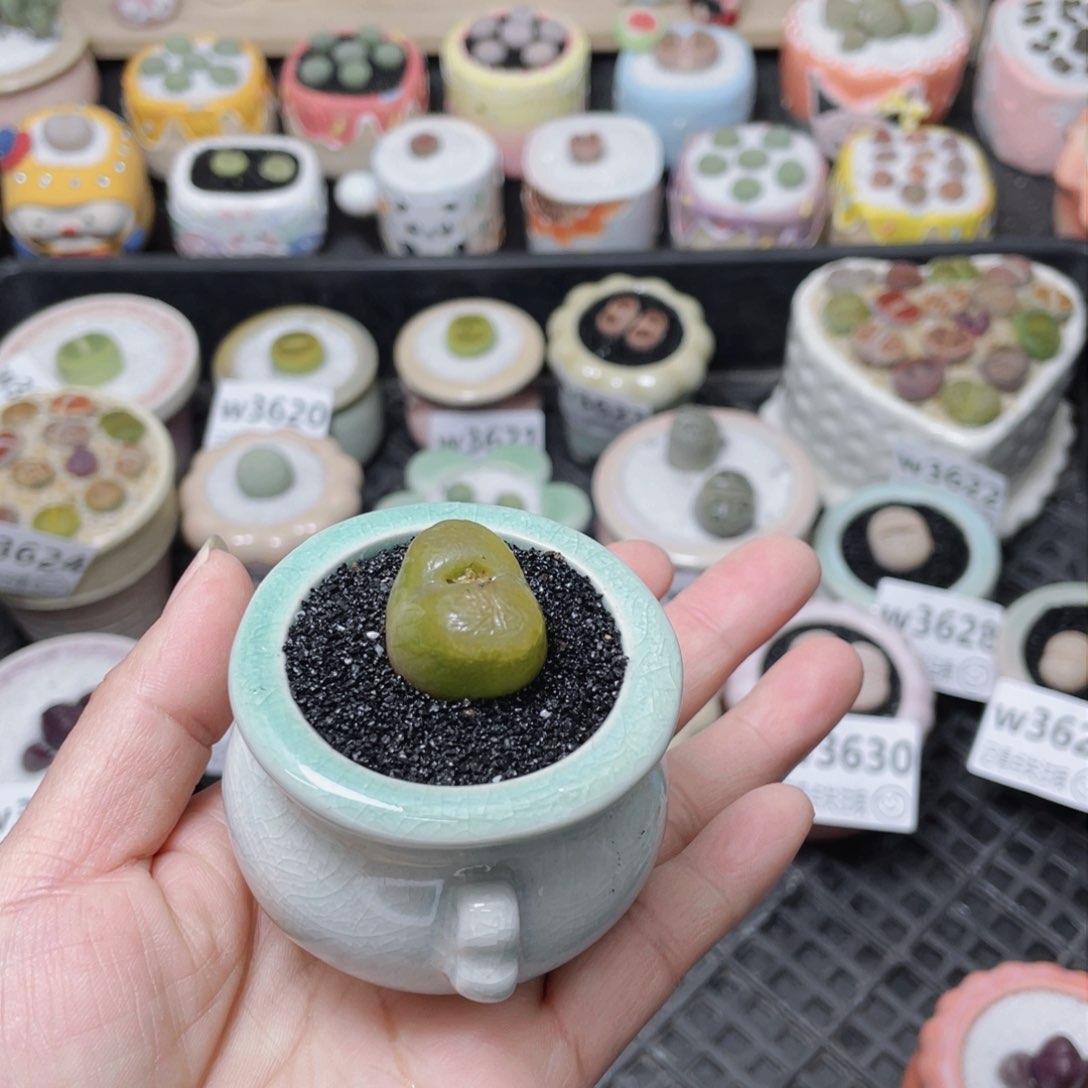 w3634 -零下地区拍保温箱-15支持寄养