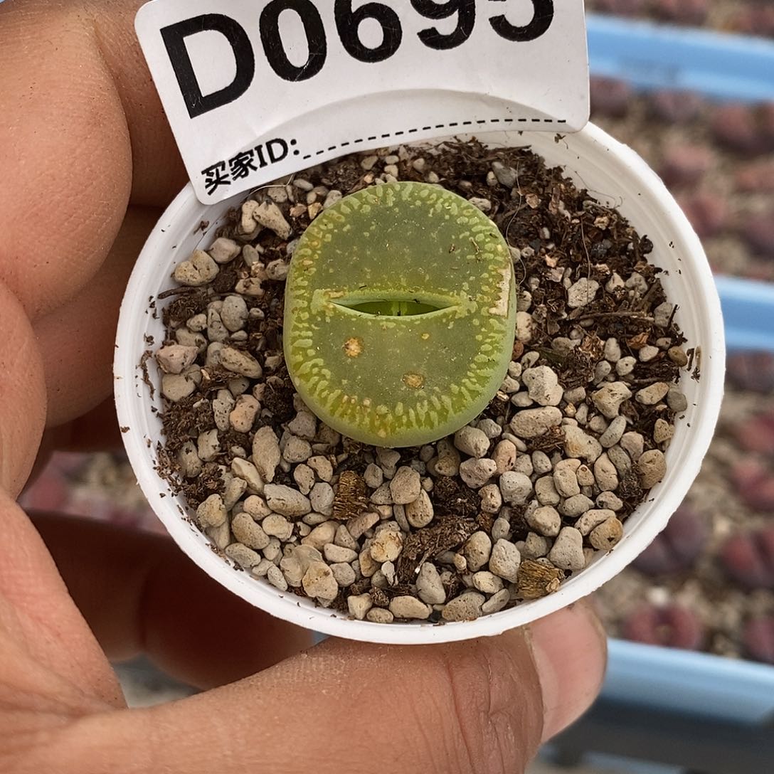 0695直播间一物一拍