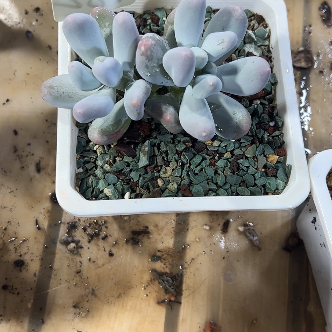 米可奶2头多肉植物