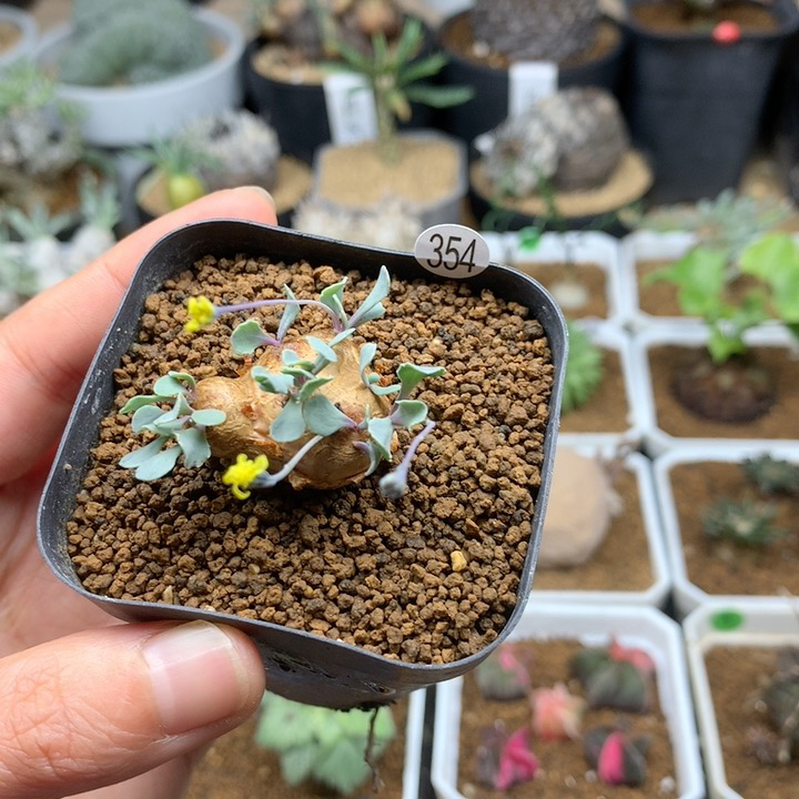 格加厚敦菊母本带盆