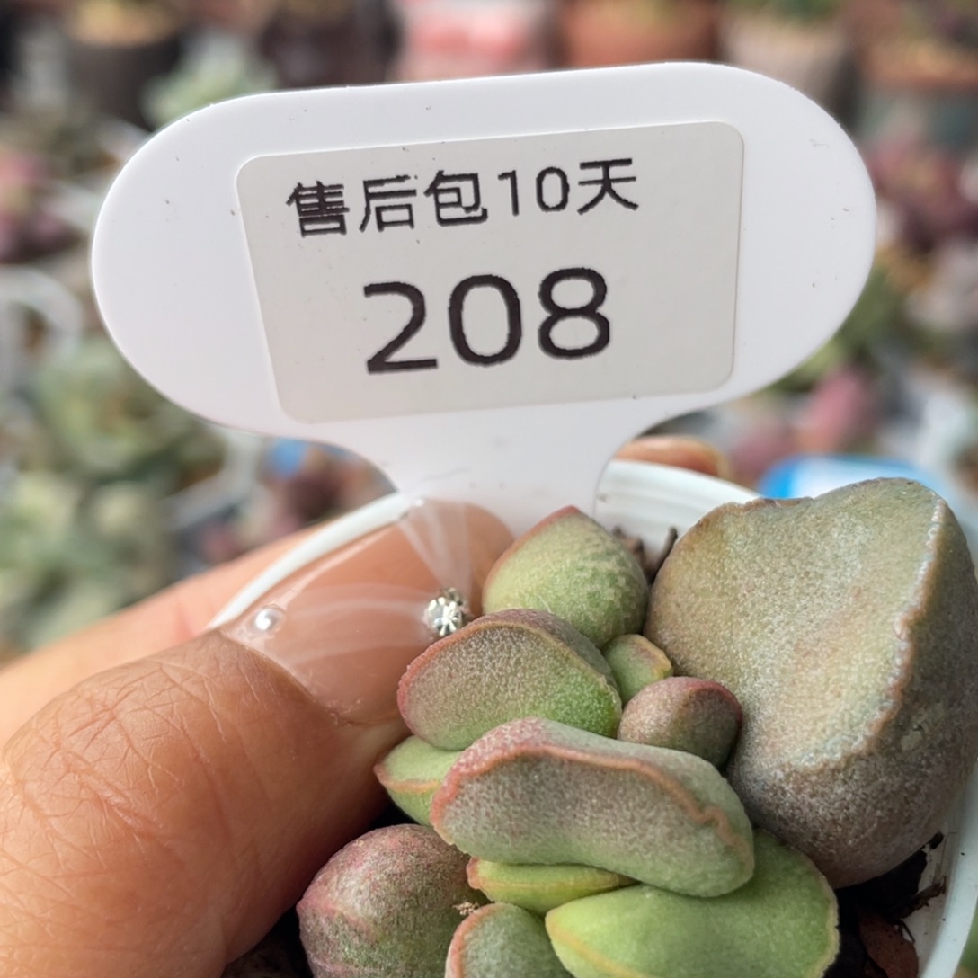 208。                    