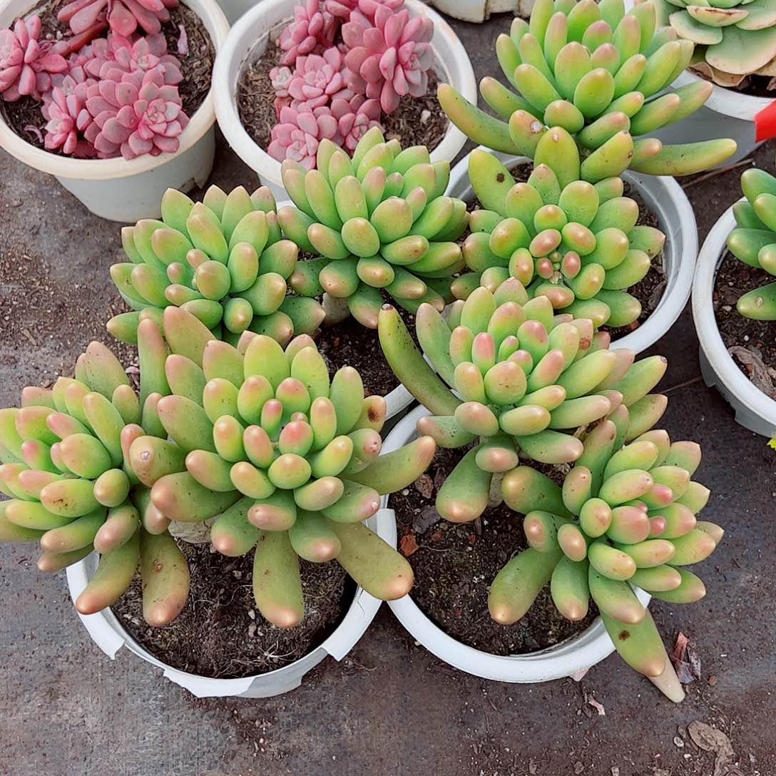 金蝉双头起发精品特价