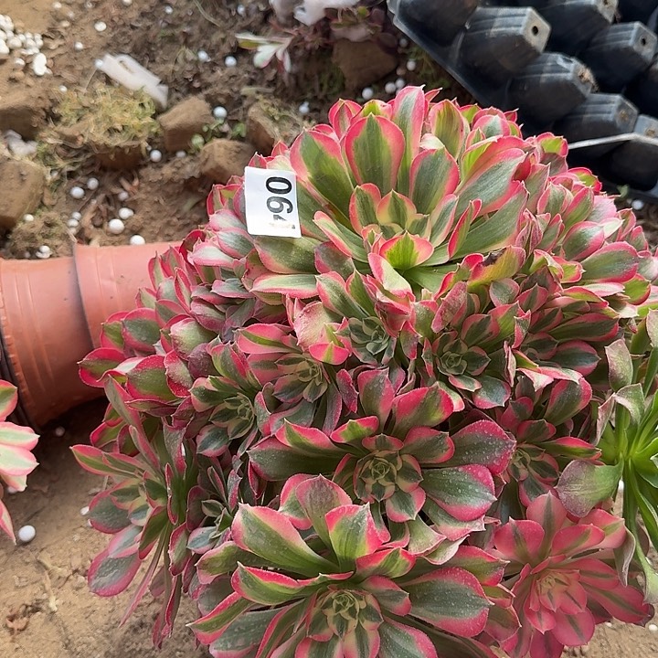 女郎064hhhhhhhhhhh