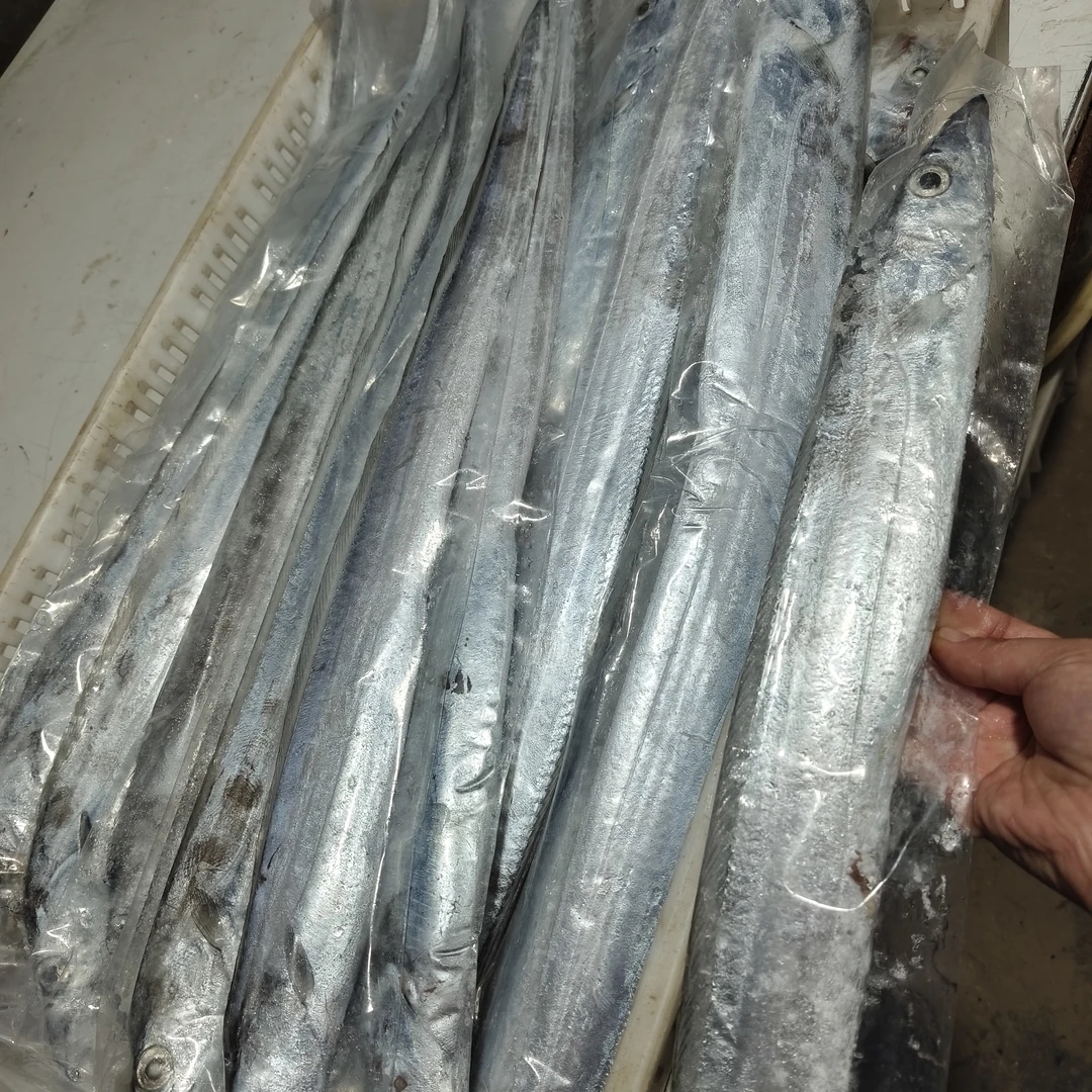 新鲜海钓带鱼 半斤左右每条发10条 净重五斤 油带鱼 无冰衣发顺丰