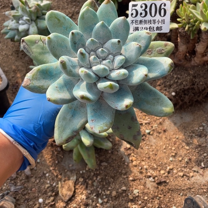 306号拇指多肉植物