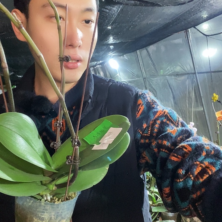 无花朵圣诞老人蝴蝶兰